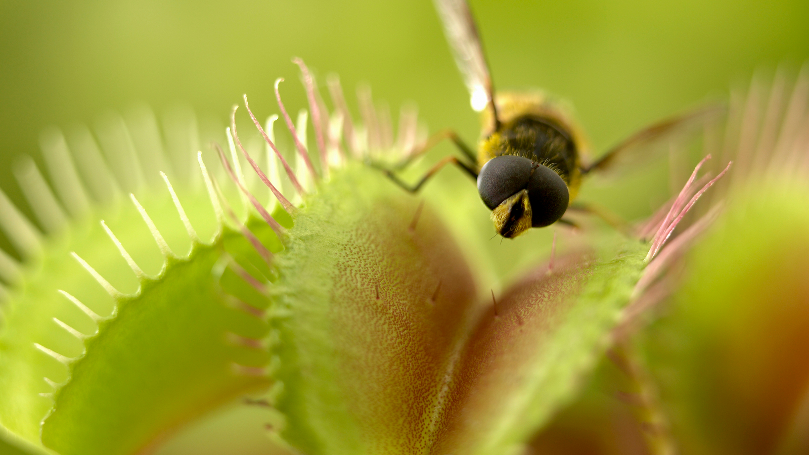 Detail Gambar Venus Flytrap Nomer 29