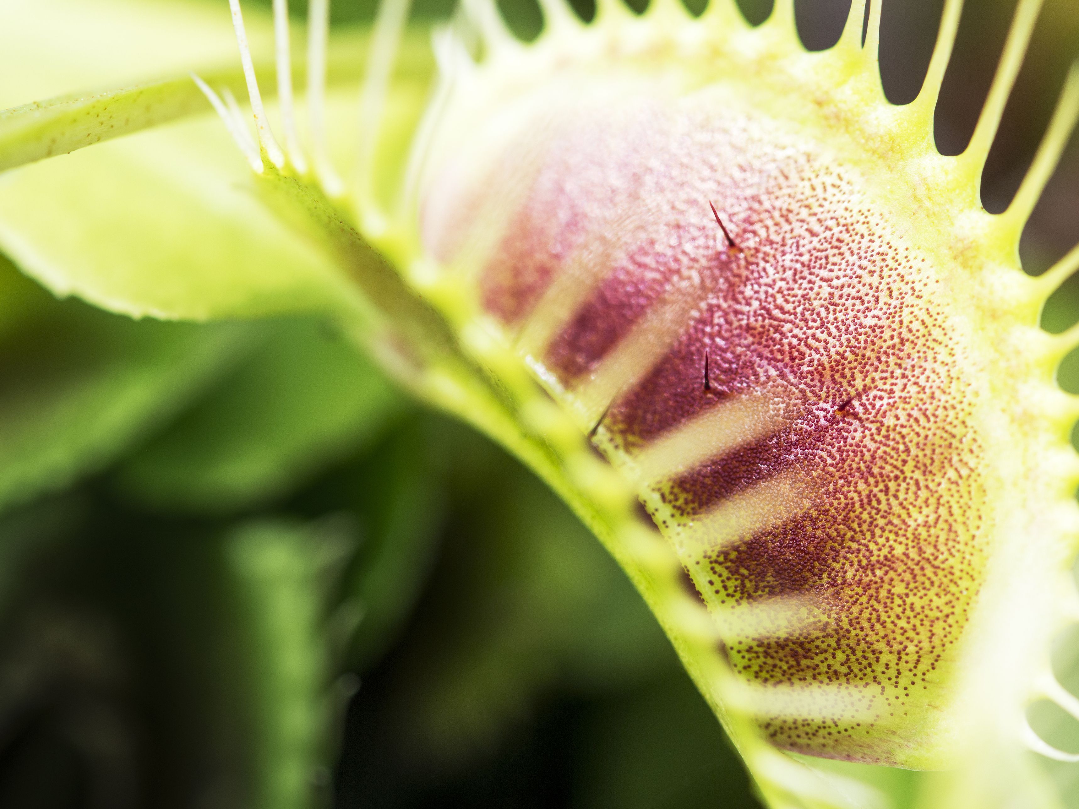 Detail Gambar Venus Flytrap Nomer 31
