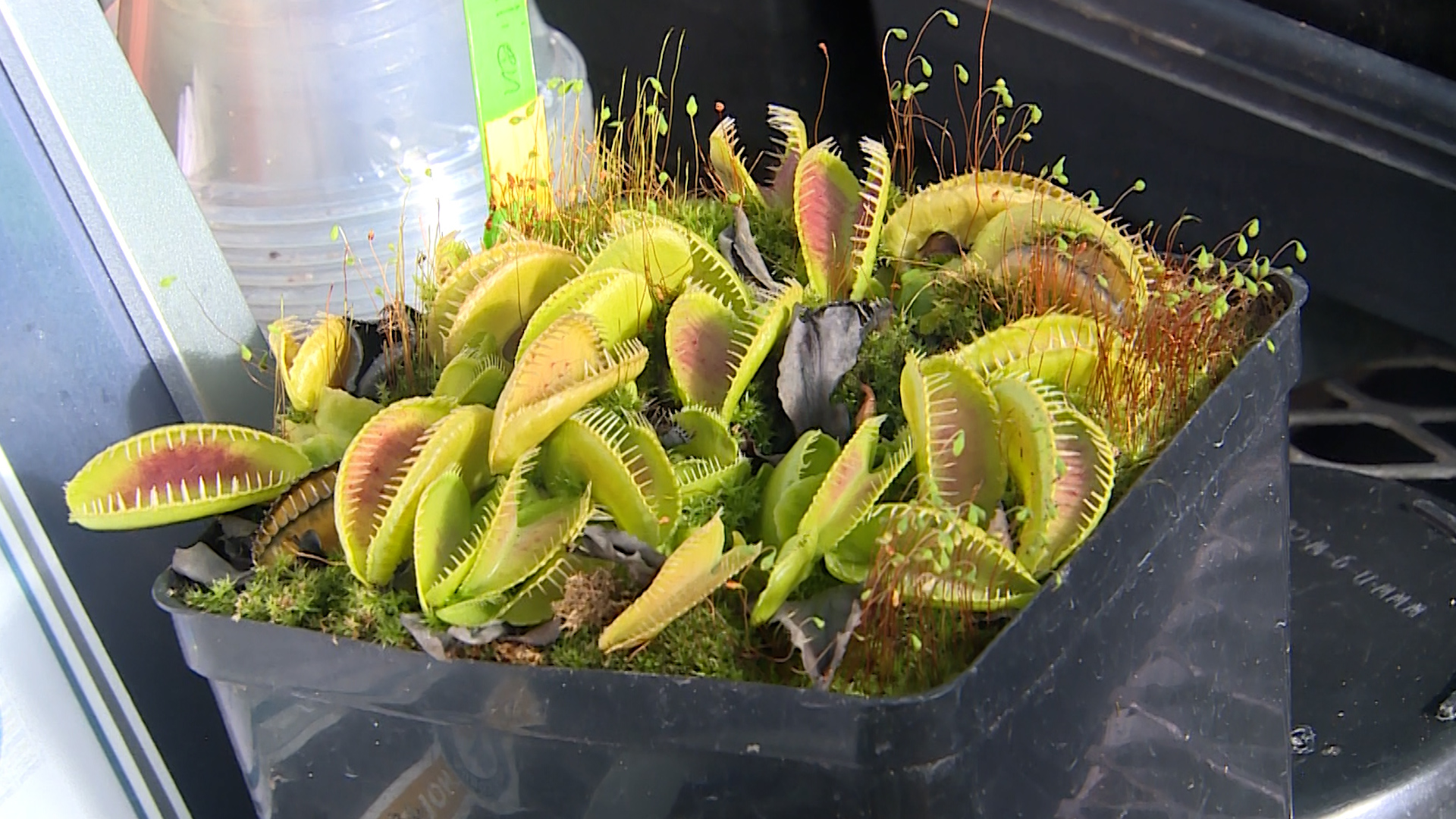 Detail Gambar Venus Flytrap Nomer 33