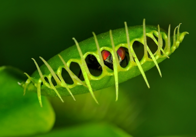 Detail Gambar Venus Flytrap Nomer 35