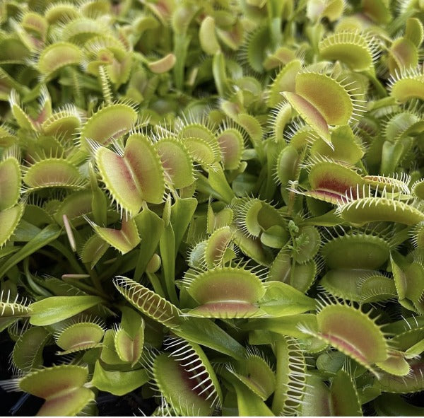 Detail Gambar Venus Flytrap Nomer 36