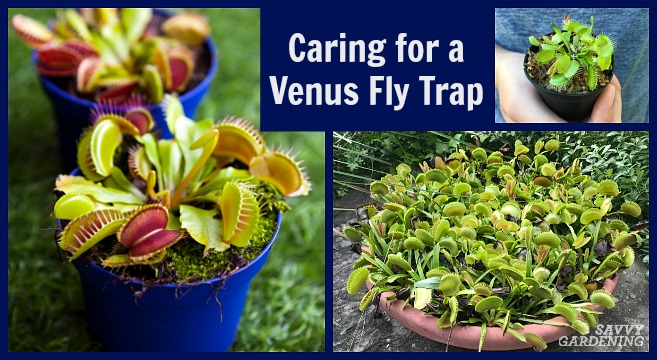 Detail Gambar Venus Flytrap Nomer 37