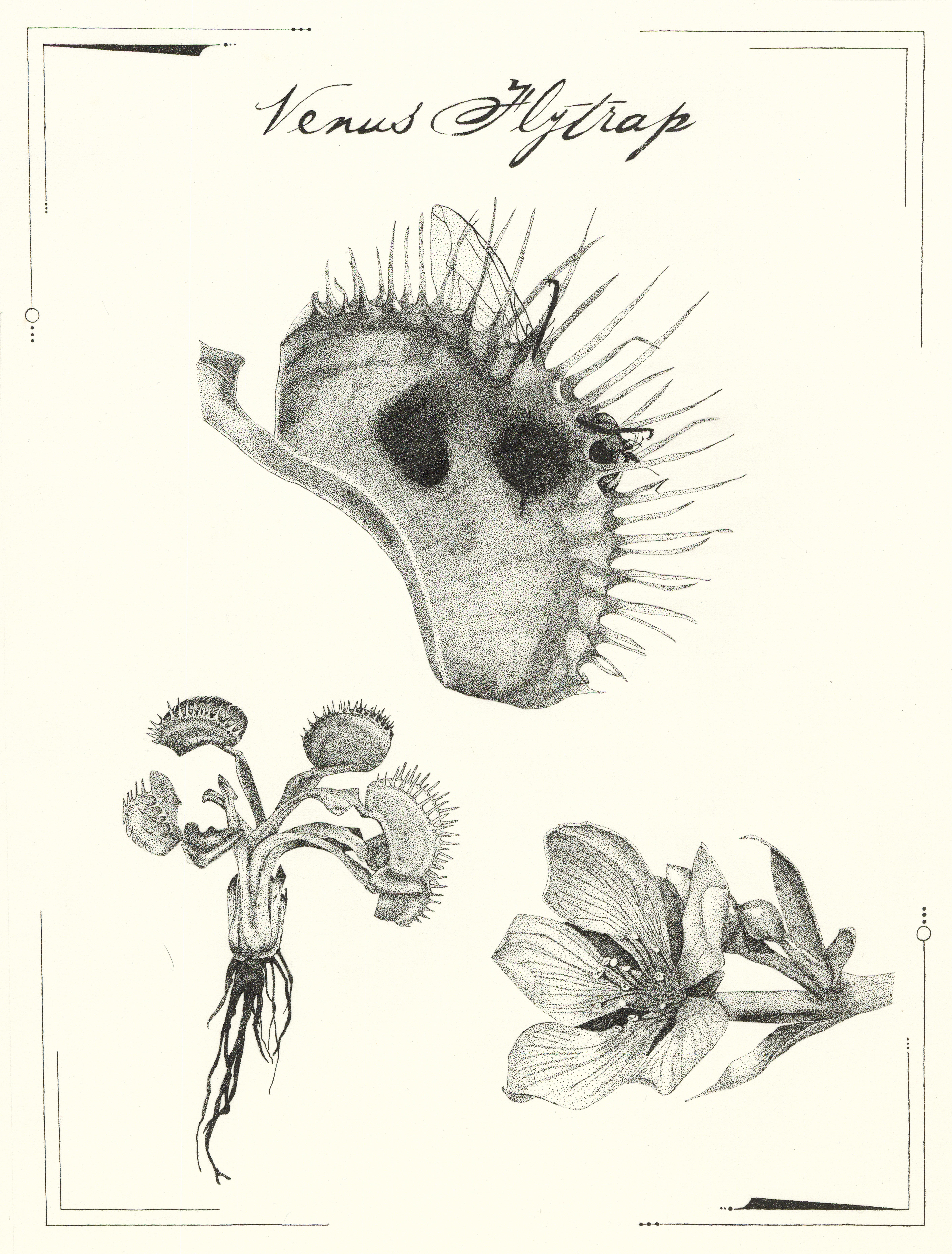 Detail Gambar Venus Flytrap Nomer 39