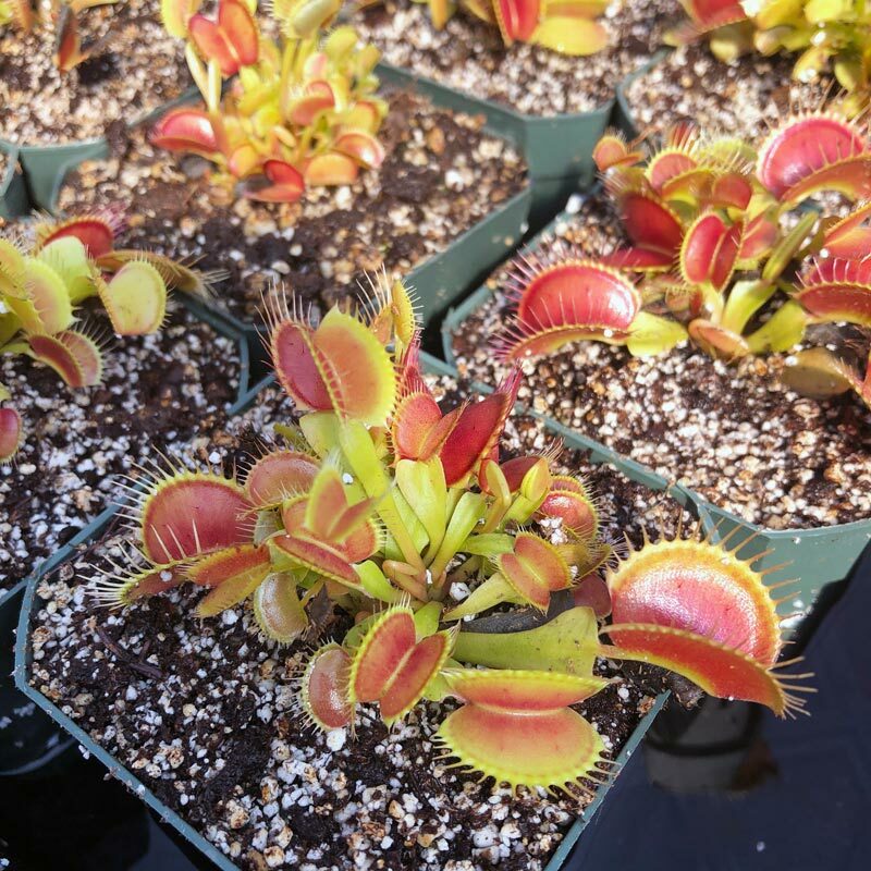 Detail Gambar Venus Flytrap Nomer 40