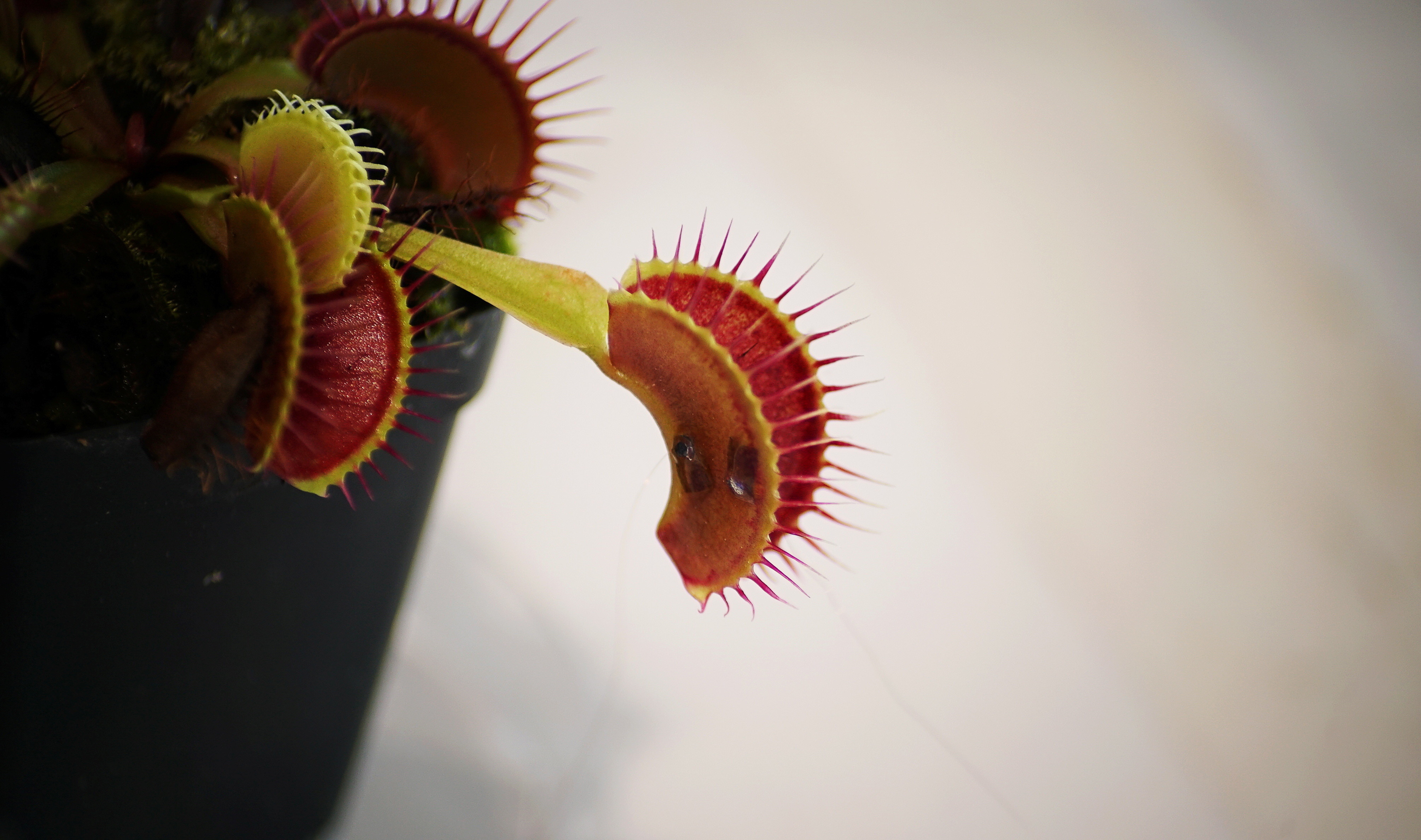 Detail Gambar Venus Flytrap Nomer 41