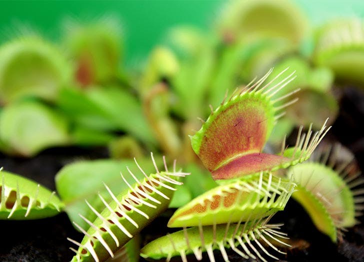 Detail Gambar Venus Flytrap Nomer 43