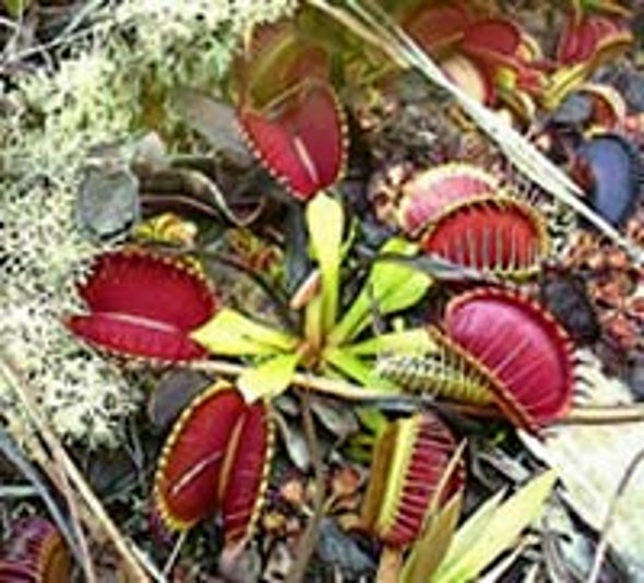 Detail Gambar Venus Flytrap Nomer 44