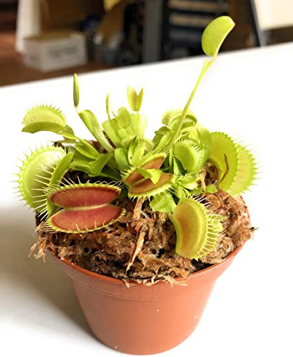 Detail Gambar Venus Flytrap Nomer 45