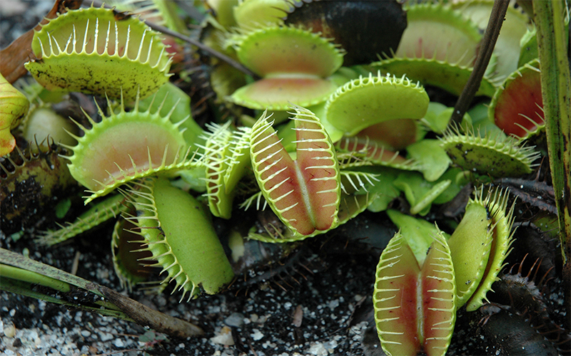 Detail Gambar Venus Flytrap Nomer 46