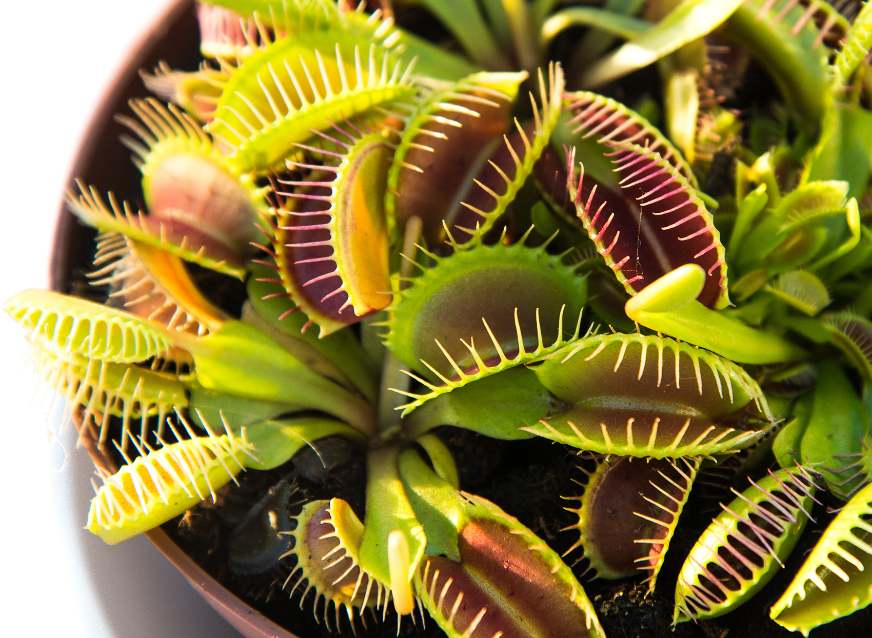 Detail Gambar Venus Flytrap Nomer 6