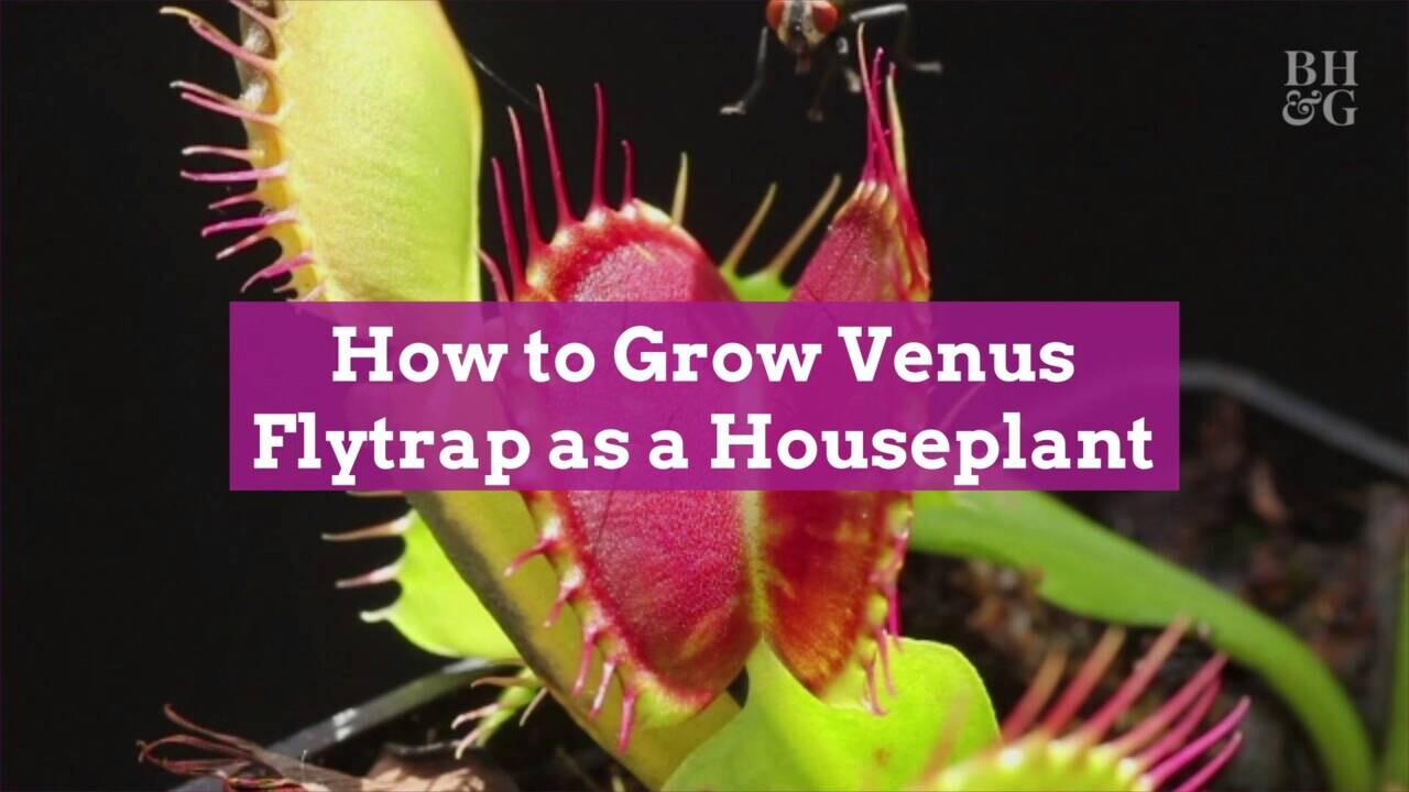 Detail Gambar Venus Flytrap Nomer 48