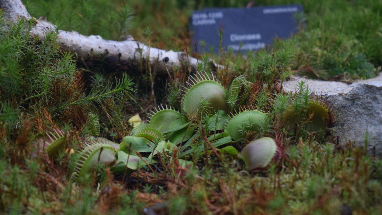 Detail Gambar Venus Flytrap Nomer 49