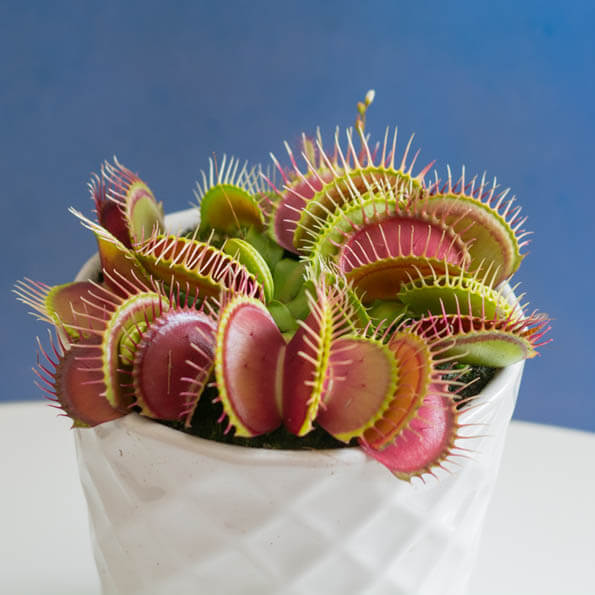 Detail Gambar Venus Flytrap Nomer 50
