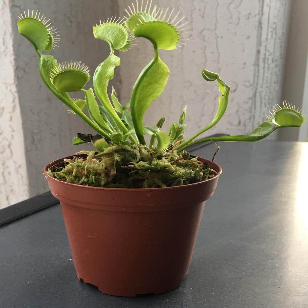 Detail Gambar Venus Flytrap Nomer 53