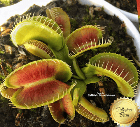 Detail Gambar Venus Flytrap Nomer 54