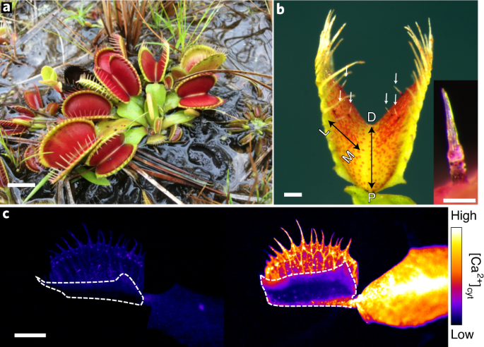 Detail Gambar Venus Flytrap Nomer 55