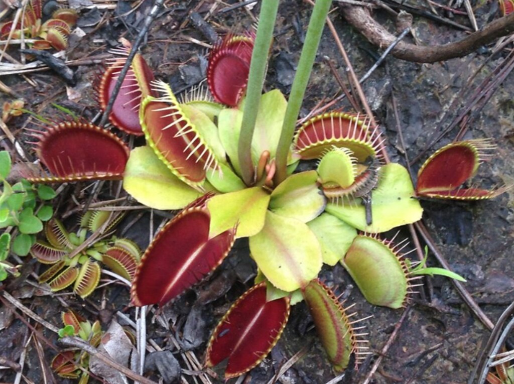 Detail Gambar Venus Flytrap Nomer 56