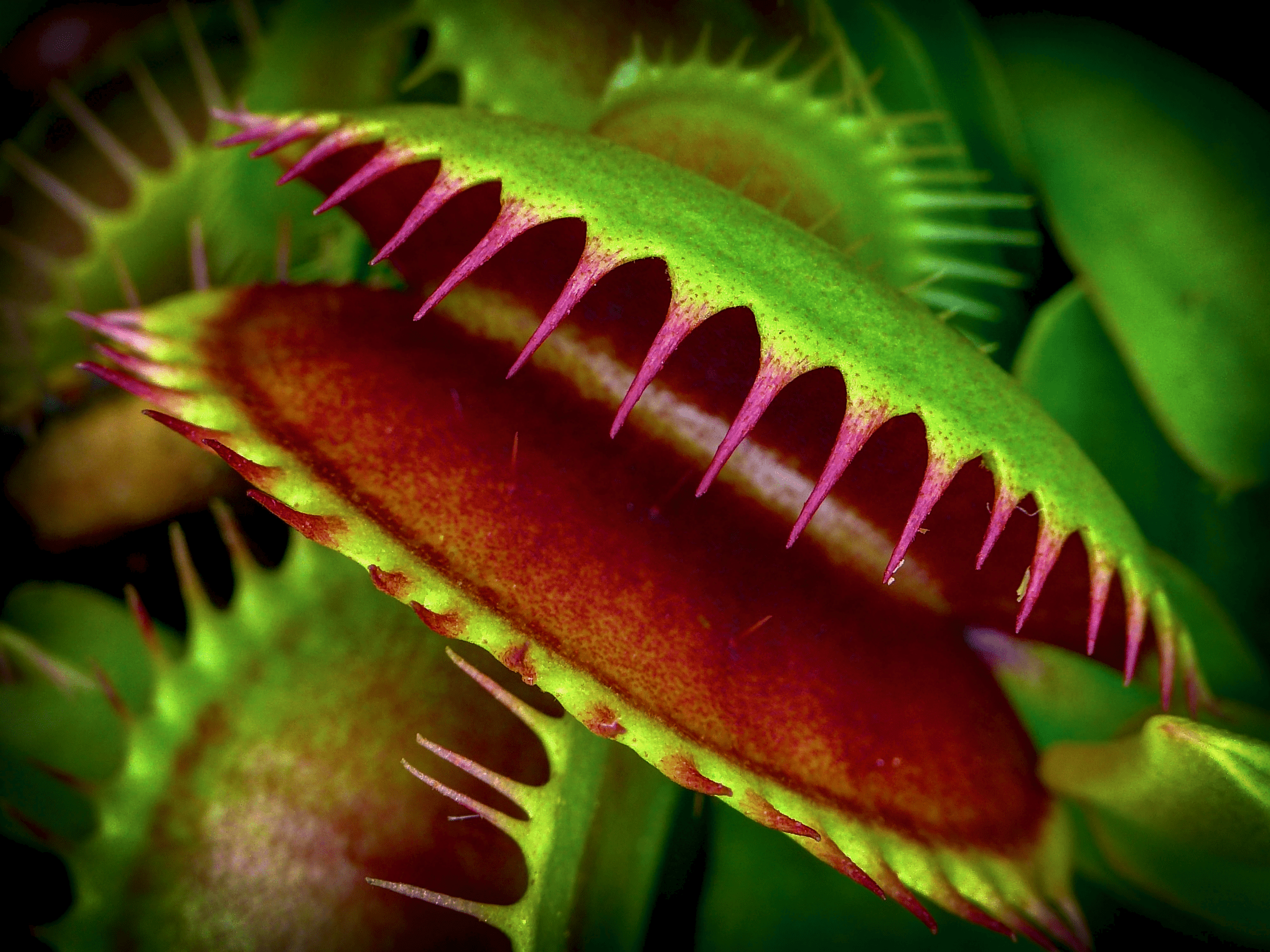 Detail Gambar Venus Flytrap Nomer 8