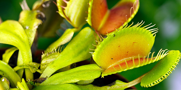 Detail Gambar Venus Flytrap Nomer 10