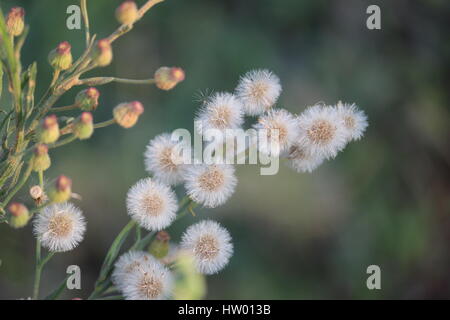 Detail Gambar Vernonia Cinerea Nomer 13