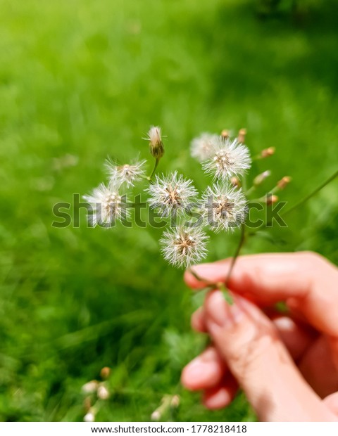 Detail Gambar Vernonia Cinerea Nomer 22