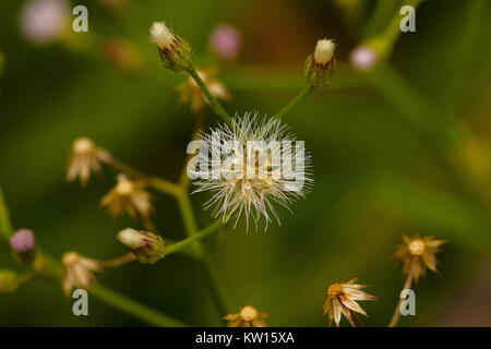 Detail Gambar Vernonia Cinerea Nomer 25