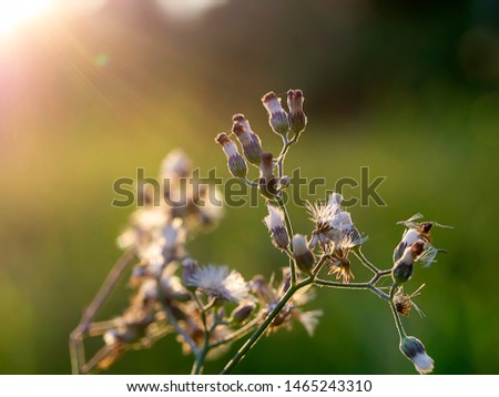 Detail Gambar Vernonia Cinerea Nomer 27