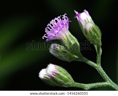 Detail Gambar Vernonia Cinerea Nomer 29