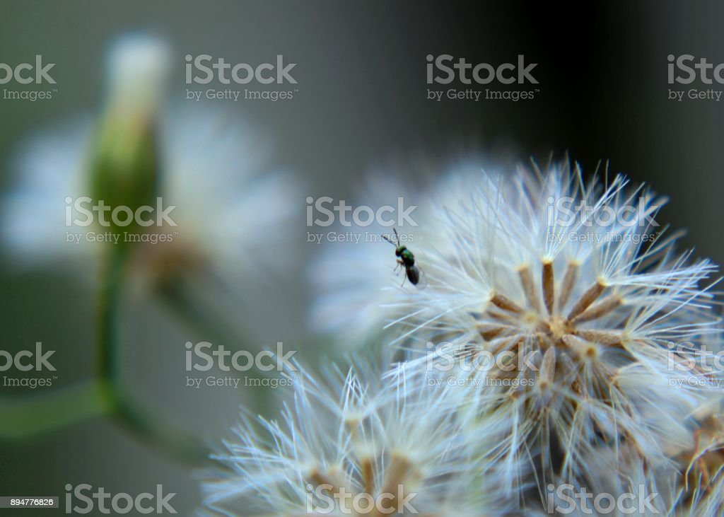 Detail Gambar Vernonia Cinerea Nomer 30