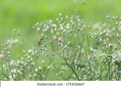 Detail Gambar Vernonia Cinerea Nomer 41