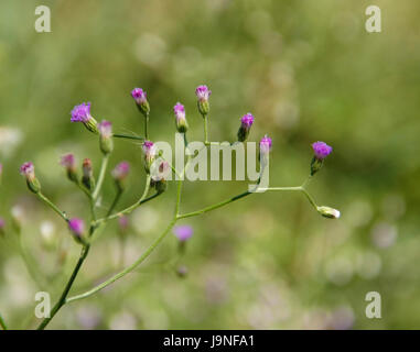 Detail Gambar Vernonia Cinerea Nomer 4