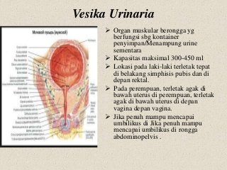 Detail Gambar Vesika Urinaria Nomer 10