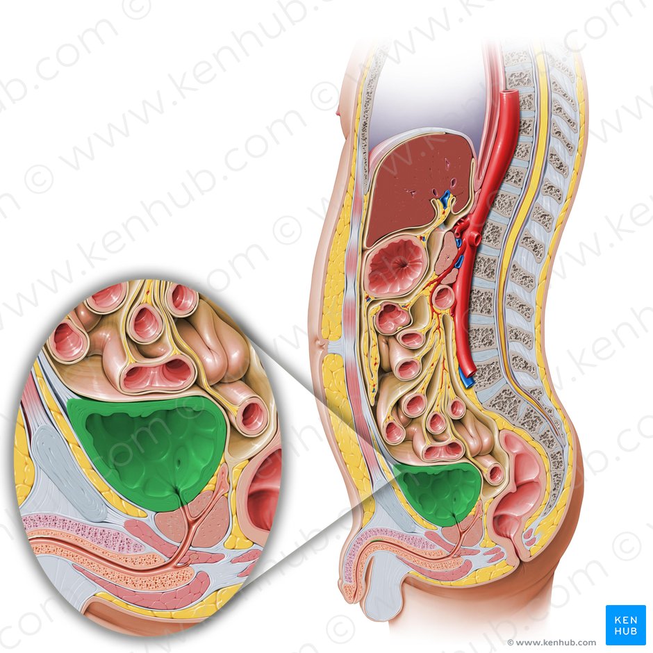 Detail Gambar Vesika Urinaria Nomer 12