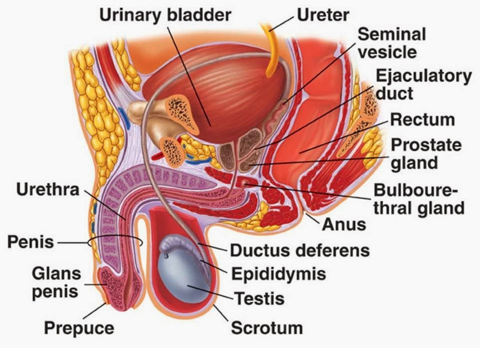 Download Gambar Vesika Urinaria Nomer 14