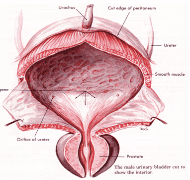 Detail Gambar Vesika Urinaria Nomer 15