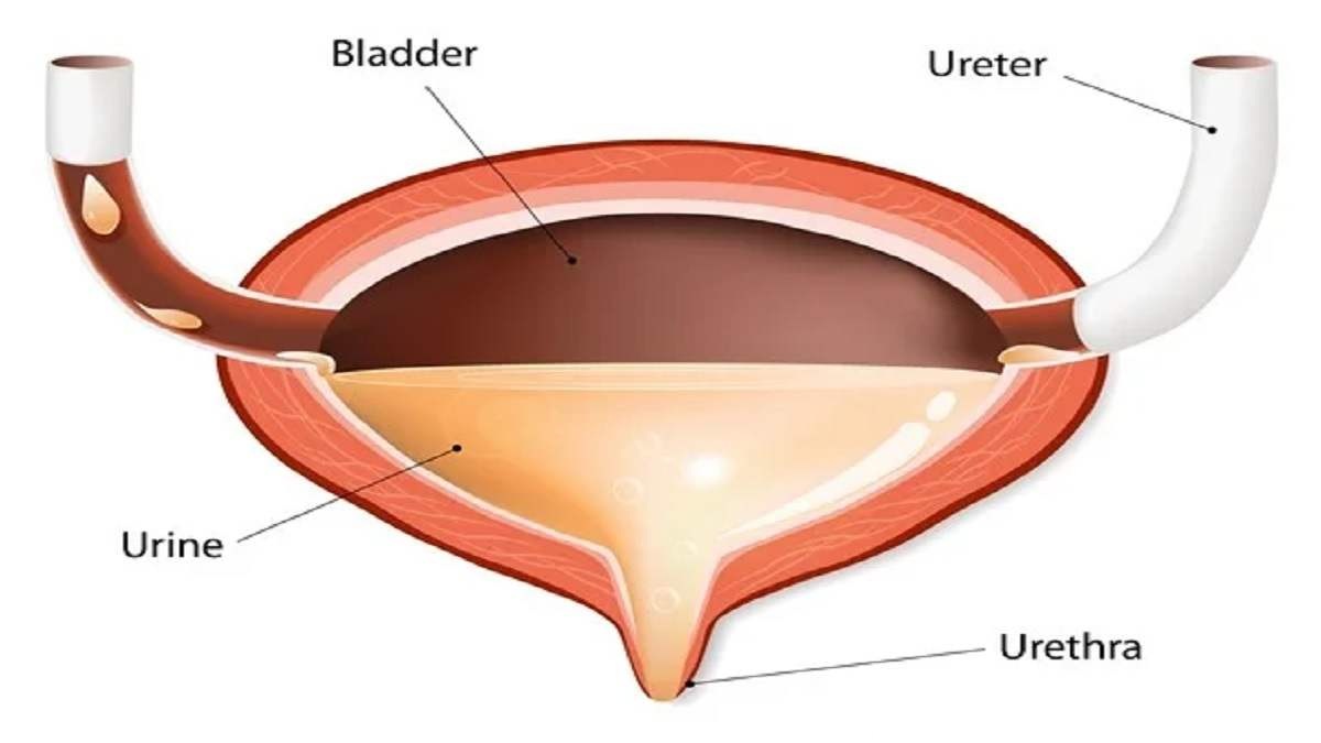 Detail Gambar Vesika Urinaria Nomer 20