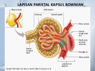 Detail Gambar Vesika Urinaria Nomer 23