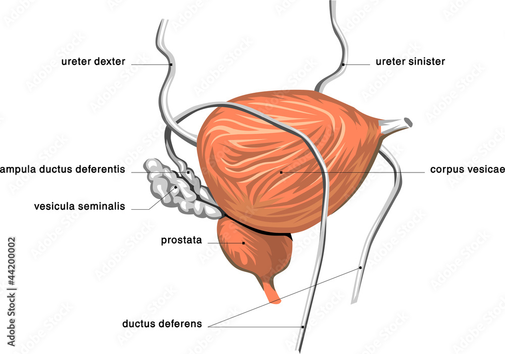 Detail Gambar Vesika Urinaria Nomer 25