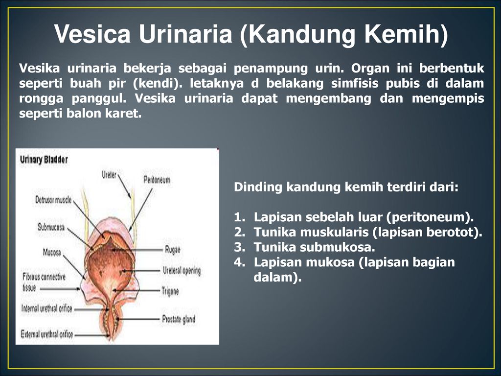 Detail Gambar Vesika Urinaria Nomer 28