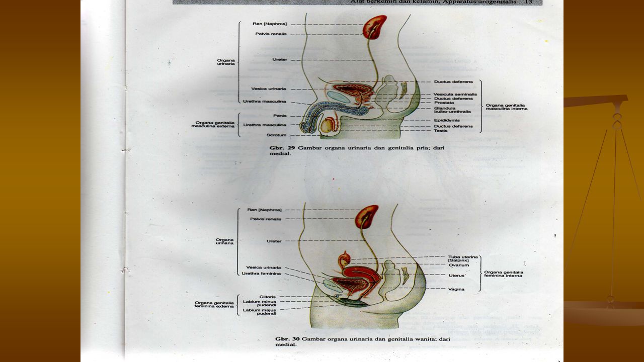 Detail Gambar Vesika Urinaria Nomer 29