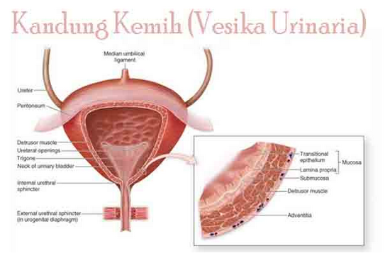 Detail Gambar Vesika Urinaria Nomer 4