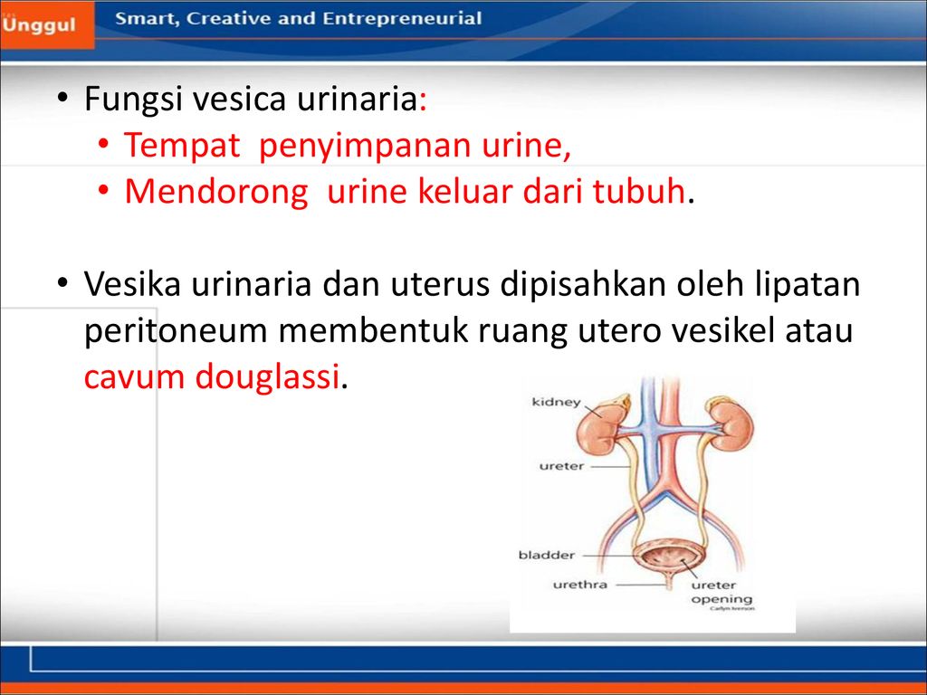 Detail Gambar Vesika Urinaria Nomer 36