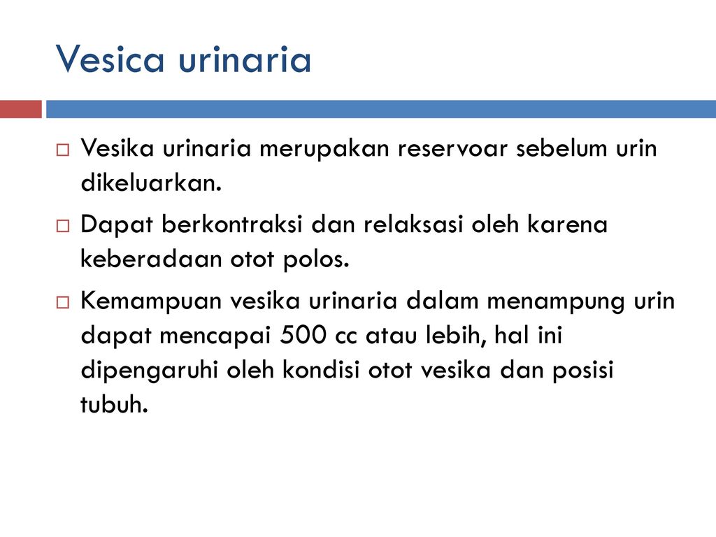 Detail Gambar Vesika Urinaria Nomer 39