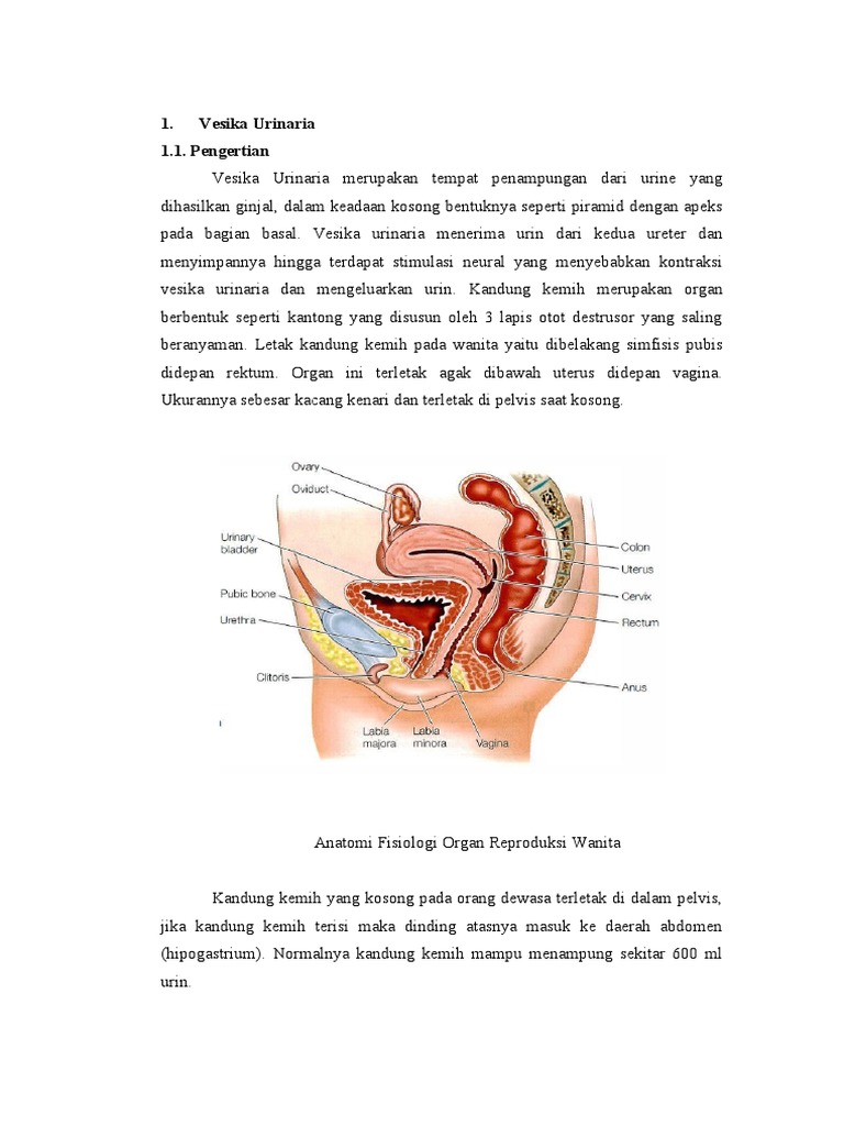 Detail Gambar Vesika Urinaria Nomer 40