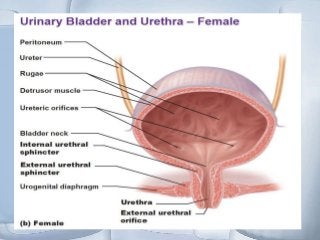 Detail Gambar Vesika Urinaria Nomer 5