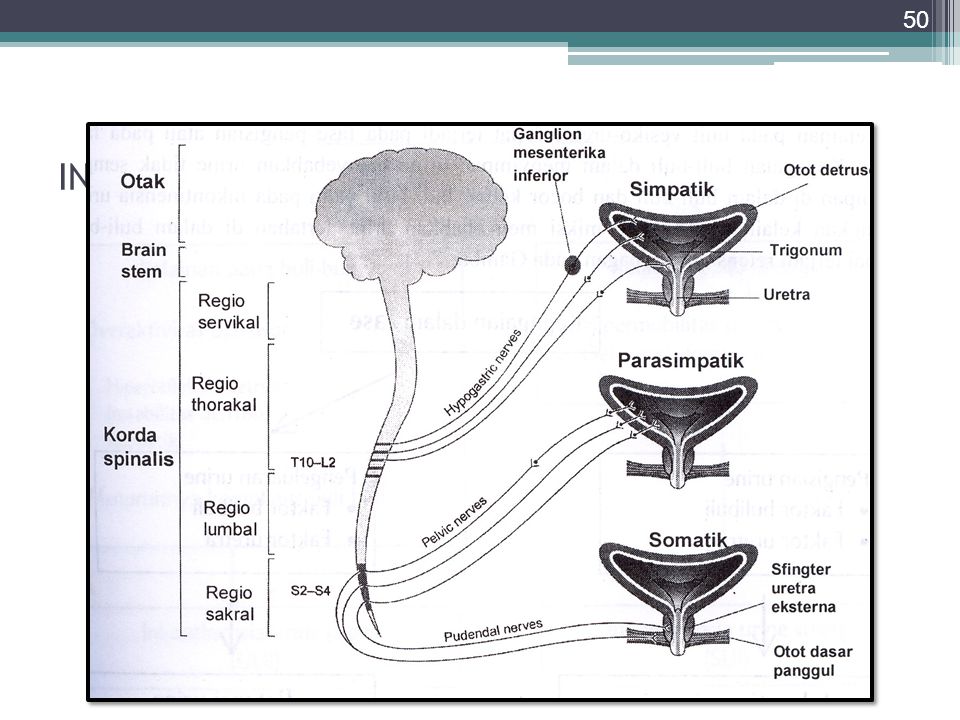 Detail Gambar Vesika Urinaria Nomer 42