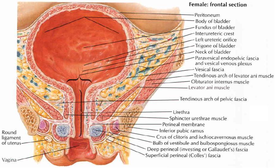 Detail Gambar Vesika Urinaria Nomer 43