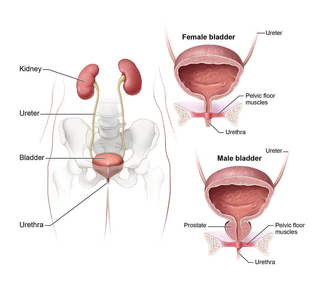 Detail Gambar Vesika Urinaria Nomer 6