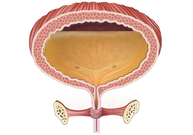 Detail Gambar Vesika Urinaria Nomer 7