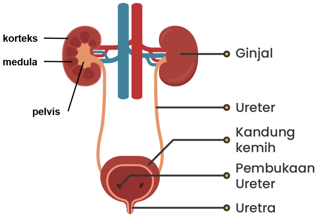 Detail Gambar Vesika Urinaria Nomer 8